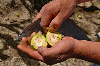Freshly Cut Walnuts Chile en Nogada