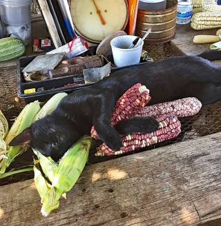 Corazo?n Garden Cat Asleep 2a MC Corazo?n Garden Cat Asleep 2a MC