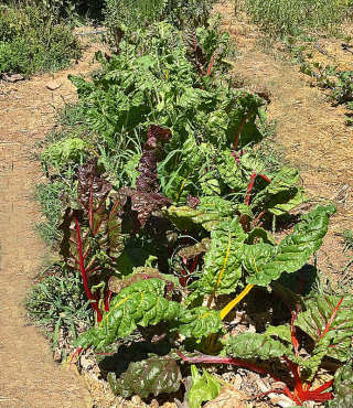 Corazo?n Garden Acelgas MC Corazo?n Garden Acelgas MC