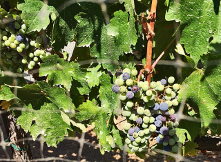 Lechuza Racimo 2a Lechuza Racimo 2a