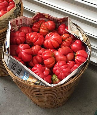 Celia Mercado de la Merced Jitomate Rin?o?n Celia Mercado de la Merced Jitomate Rin?o?n