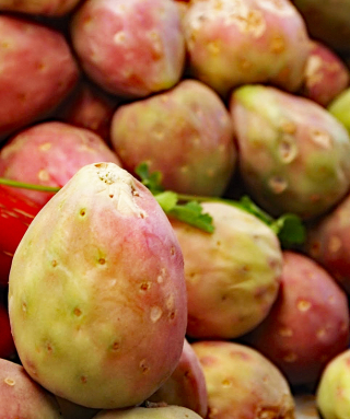 PdeH Xoconostle 1 PdeH Xoconostle 1