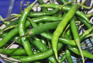 Chile de Árbol Fresco