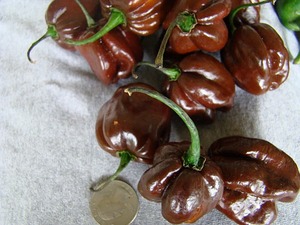 Chile habanero chocolate with coin Chile habanero chocolate with coin