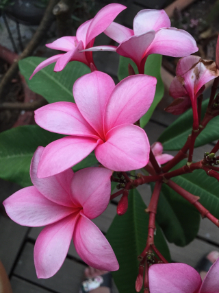 Plumeria Plumeria