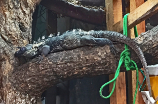 Silvana Juchita?n Mercado Iguana