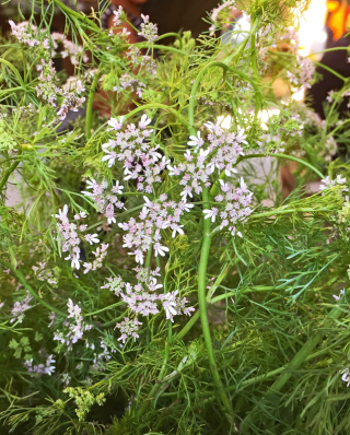 Tlacuolua Cilantro Criollo