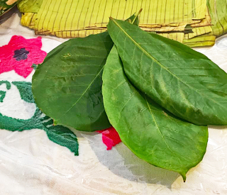 Encuentro Di?a 4 Holas de Almendro para Tamales 1 Encuentro Di?a 4 Holas de Almendro para Tamales 1