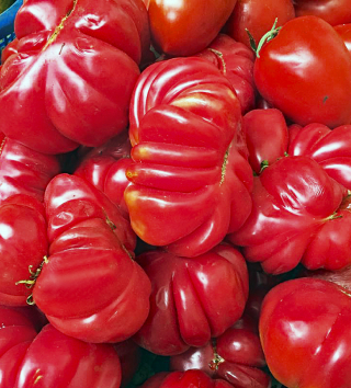 Oaxaca Mercado de la Merced Jitomates rin?o?n 2 Oaxaca Mercado de la Merced Jitomates rin?o?n 2