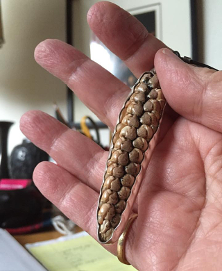 La Lagunilla Teocintle Dije La Lagunilla Teocintle Dije