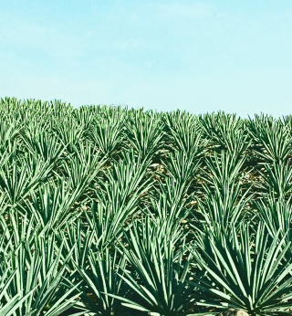 Ilegal Mezcal Maguey
