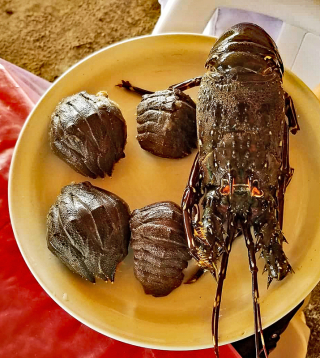 Silvana Salina Cruz Cucarachas y langosta Salina Cruz Silvana Salina Cruz Cucarachas y langosta Salina Cruz