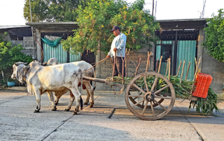 Silvana San Blas Atempa Oxcart Silvana San Blas Atempa Oxcart
