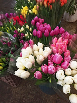 Tulips Mercado de Jamaica Jan 2018 1 Tulips Mercado de Jamaica Jan 2018 1