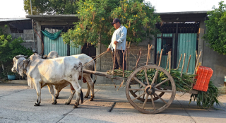 Oxcart San Blas Atempa Istmo May 2018 1 Oxcart San Blas Atempa Istmo May 2018 1