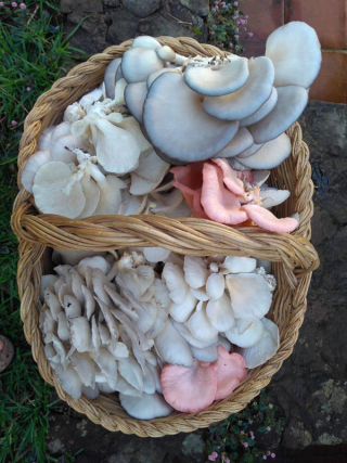 Hongos Silvestres 27 de septiembre 2018 1a Hongos Silvestres 27 de septiembre 2018 1a