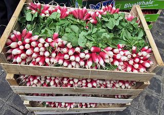 Paris Marché d'Aligre Radishes in Box Paris Marché d'Aligre Radishes in Box
