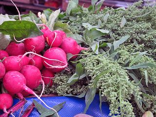 Bonjour Paris Huauzontle con Rabanitos Bonjour Paris Huauzontle con Rabanitos