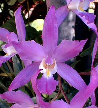 Ajijic_Jalisco_Mexico-Native_Orchids Ajijic_Jalisco_Mexico-Native_Orchids