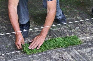 Hojas de Pino al Acomodarse