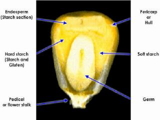Structure of Corn Kernel Structure of Corn Kernel