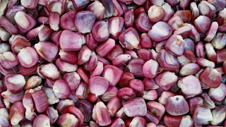 Mai?z Pozolero Rojo Jalisco Mai?z Pozolero Rojo Jalisco