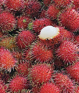 Rambutan junio 2017 Rambutan junio 2017
