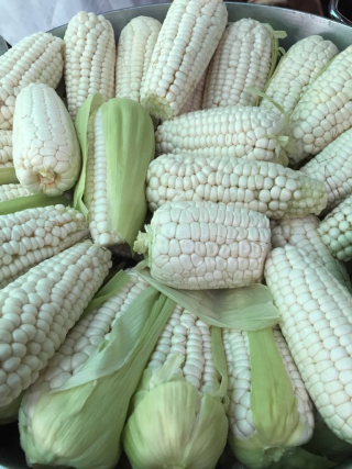 Elotes Listos a Cocer Elotes Listos a Cocer