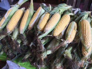 Elotes Amarillos Pa?tzcuaro Elotes Amarillos Pa?tzcuaro