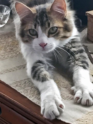 Puki Stretched Out Feb 2016 2 Puki Stretched Out Feb 2016 2