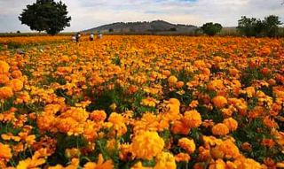 Cempasu?chil de Puebla 75% Cempasu?chil de Puebla 75%