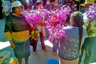 Orquideas silvestres Mural Orquideas silvestres Mural