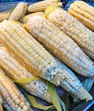 Elotes al Vapor 8-9-2019 1a Elotes al Vapor 8-9-2019 1a