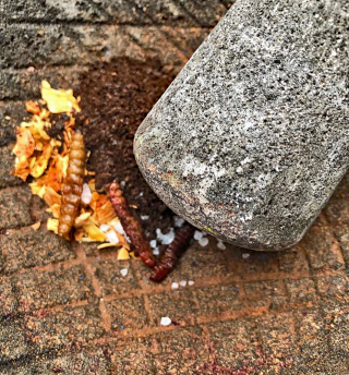 Bella Calaca Evento Sal 1 Bella Calaca Evento Sal 1