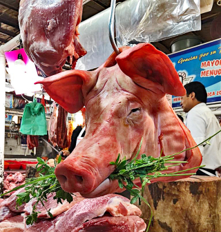 Pig Head Facing Left Jamaica 1 Pig Head Facing Left Jamaica 1