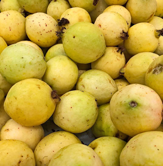 Ponche Guayaba Medelli?n 2018 1 Ponche Guayaba Medelli?n 2018 1