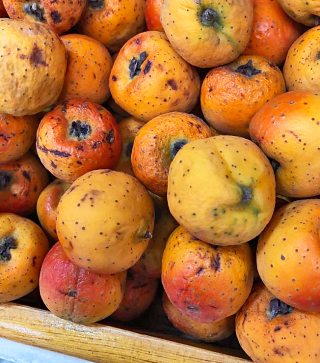 Ponche Tejocotes Medelli?n 2018 1 Ponche Tejocotes Medelli?n 2018 1