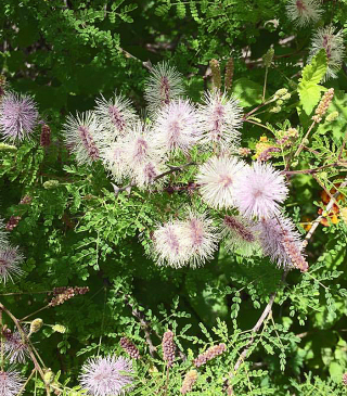 Cueva Flor de Un?a de Gato Cuna del Mai?z Cueva Flor de Un?a de Gato Cuna del Mai?z