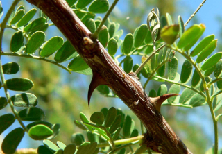 Un?a de gato thorns Un?a de gato thorns