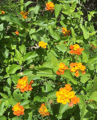 Cueva Lantana Cuna del Mai?z Cueva Lantana Cuna del Mai?z