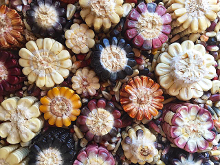 Cueva ends of ears of corn 2 Cueva ends of ears of corn 2