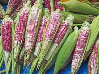 Elote Rojo Pa?tzcuaro Elote Rojo Pa?tzcuaro