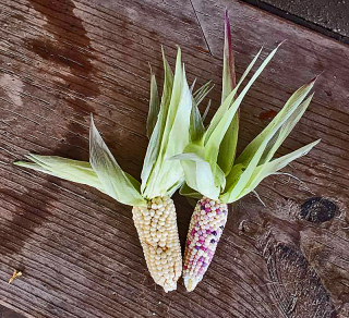 Two Ears Mai?z Palomero 25-9-16 Two Ears Mai?z Palomero 25-9-16