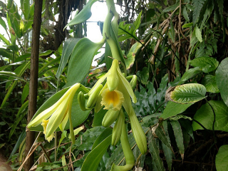 Vanilla-orchid-flowers