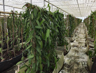 Veracruz Gaya Beneficio 1 Veracruz Gaya Beneficio 1