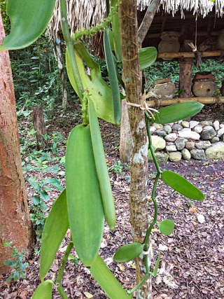 Jose? Luis Vainilla Up Close 2 Jose? Luis Vainilla Up Close 2