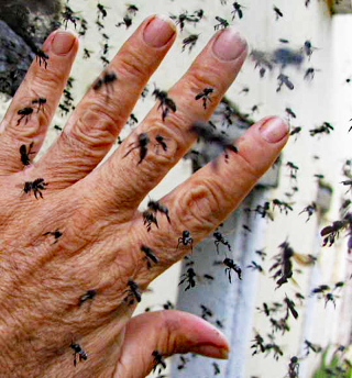 Vainilla Melipona Bees 1 Vainilla Melipona Bees 1