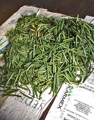 Consejo Outside Vanilla Pods 3 Consejo Outside Vanilla Pods 3