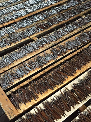 Consejo Vanilla Pods Millions 1 Consejo Vanilla Pods Millions 1