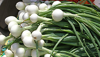 Cebollita de Cambray